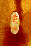 Shibayama 